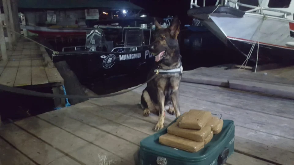 Cão farejador encontra 6 quilos de maconha em embarcação no Porto de Manacapuru