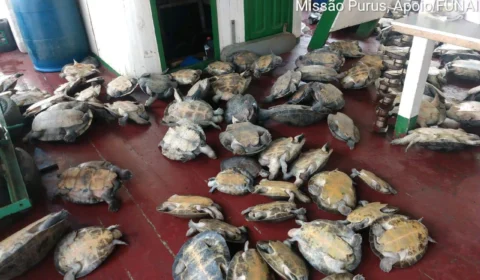 Batalhão Ambiental, em parceria com Ibama e Funai, desenvolve operação ambiental no sul do AM