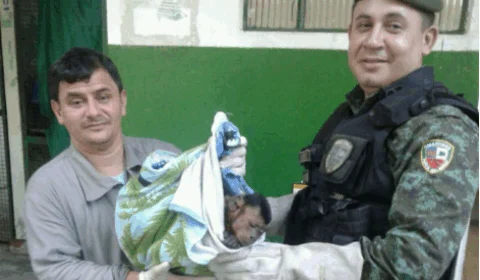 Macaco-prego ferido por cães é resgatado pelo Batalhão Ambiental