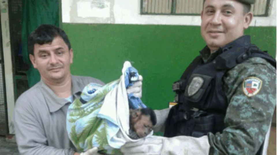 Macaco-prego ferido por cães é resgatado pelo Batalhão Ambiental
