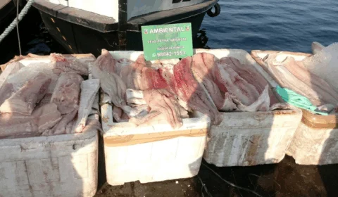 500 quilos ilegais de pirarucu são apreendidos na Manaus Moderna