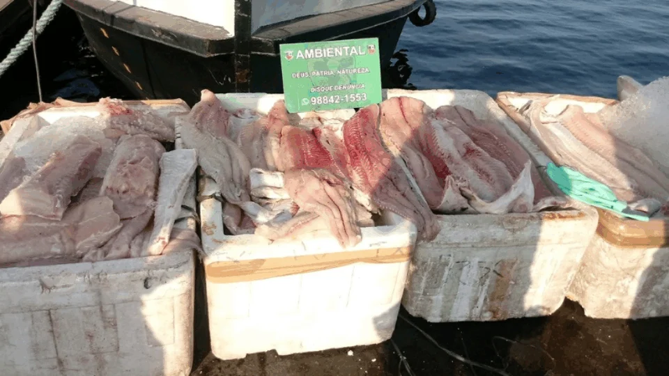 500 quilos ilegais de pirarucu são apreendidos na Manaus Moderna