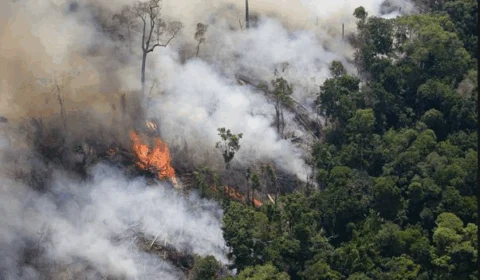 Novos desmatamentos e mais de 15 queimadas são flagradas no sul do AM