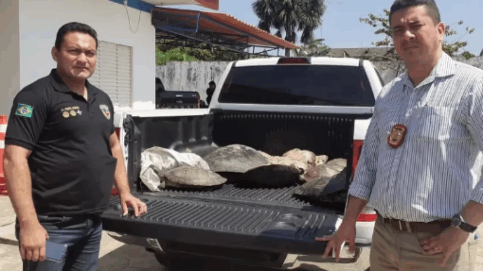 Grande quantidade de carnes de animais silvestres, quelônios, aves e pirarucu são apreendidos em Coari