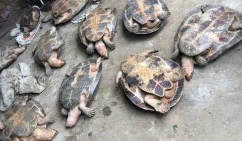 Polícia Civil apreende e devolve ao habitat natural dez tartarugas em Itacoatiara