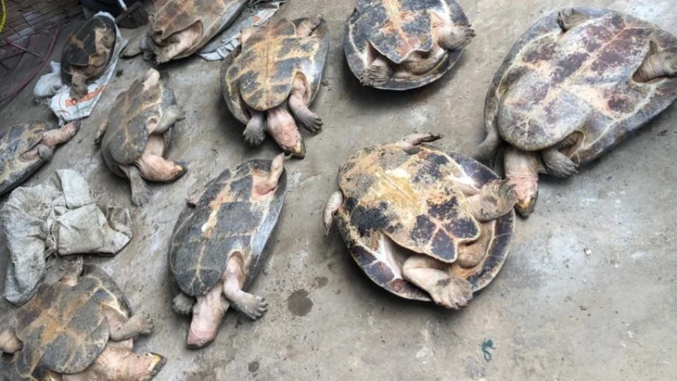 Polícia Civil apreende e devolve ao habitat natural dez tartarugas em Itacoatiara