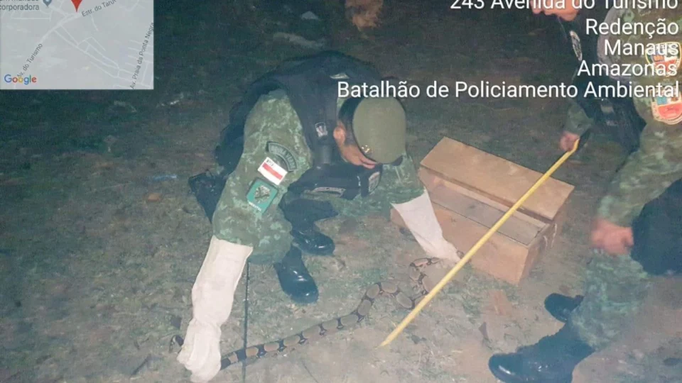 Jiboia é resgatada na Zona Leste pelo Comando de Policiamento Ambiental