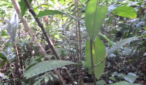 Homem morre ao ser atingido por árvore, em Presidente Figueiredo