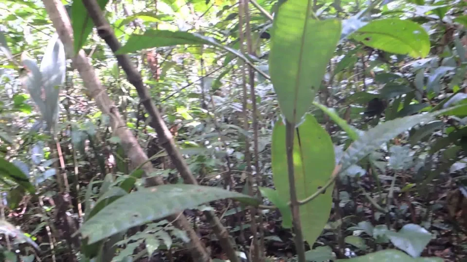 Homem morre ao ser atingido por árvore, em Presidente Figueiredo