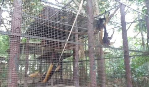 Descartada situação caótica em zoológico no Tropical Hotel
