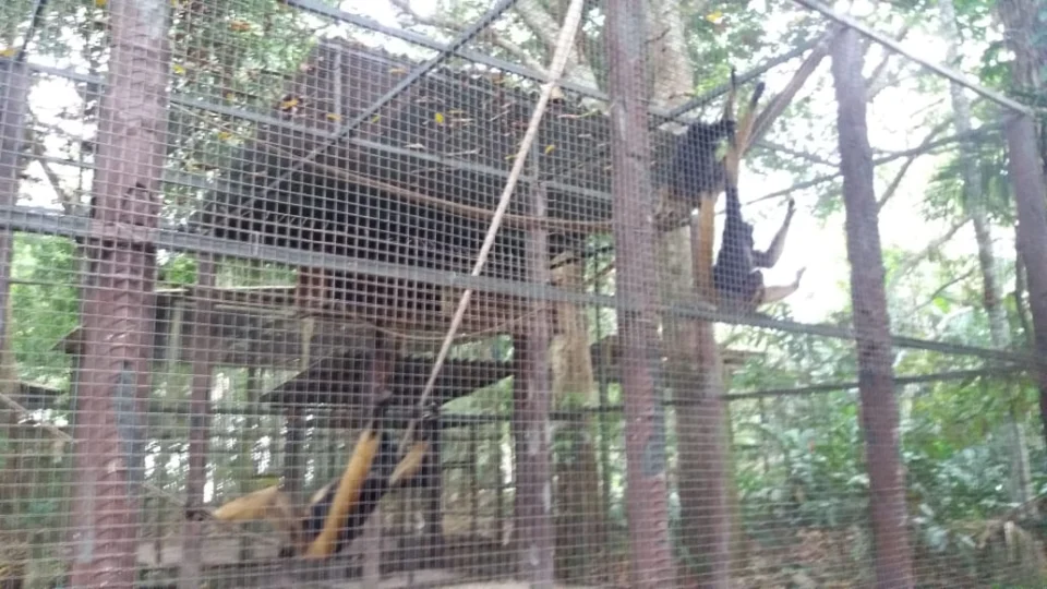 Descartada situação caótica em zoológico no Tropical Hotel