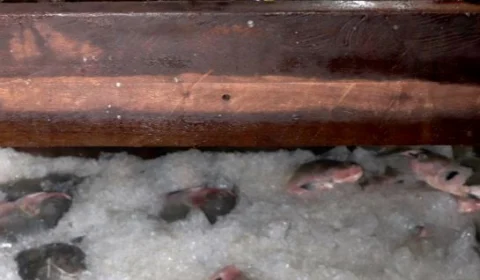 13 toneladas de pescado irregular são apreendidas durante ação no AM