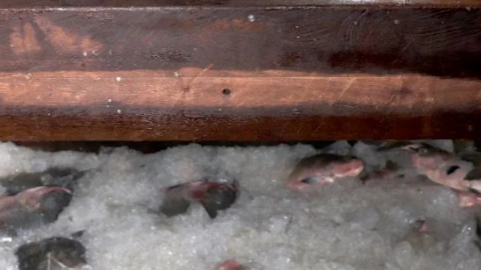 13 toneladas de pescado irregular são apreendidas durante ação no AM