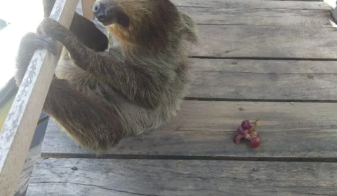 Bicho-preguiça é resgatado no Viver Melhor II