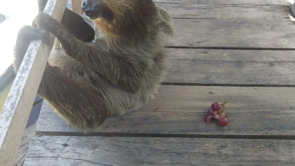 Bicho-preguiça é resgatado no Viver Melhor II