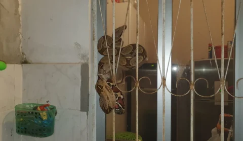 Jiboia de aproximadamente 1,7 metros  é encontrada em casa no Japiim