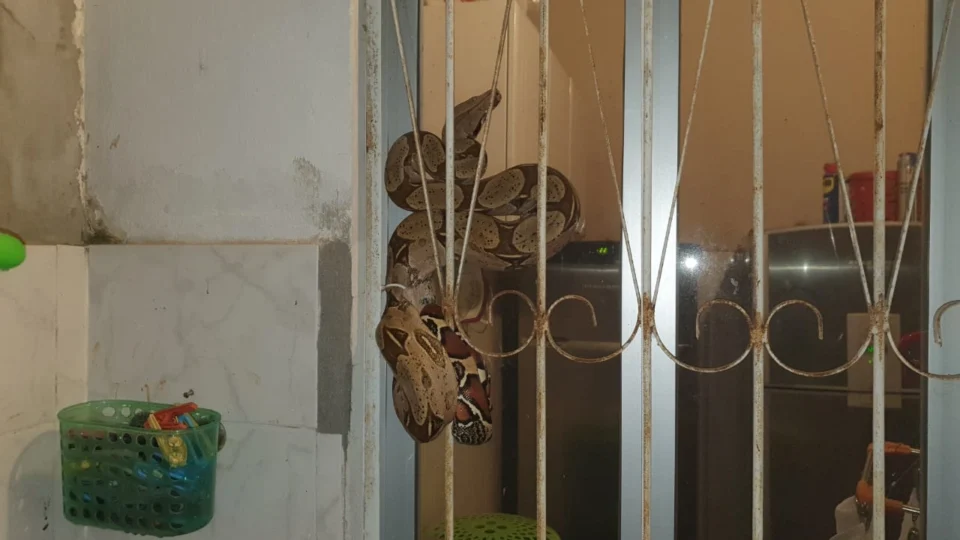 Jiboia de aproximadamente 1,7 metros  é encontrada em casa no Japiim