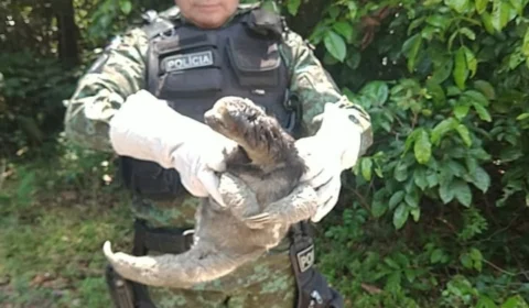Bicho-preguiça é resgatado pelo  Batalhão Ambiental na Avenida das Flores