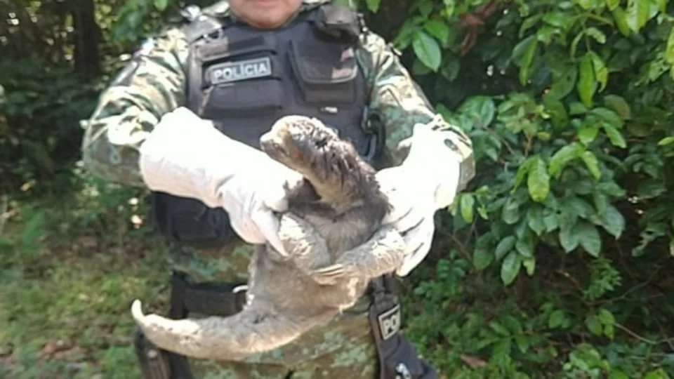Bicho-preguiça é resgatado pelo  Batalhão Ambiental na Avenida das Flores
