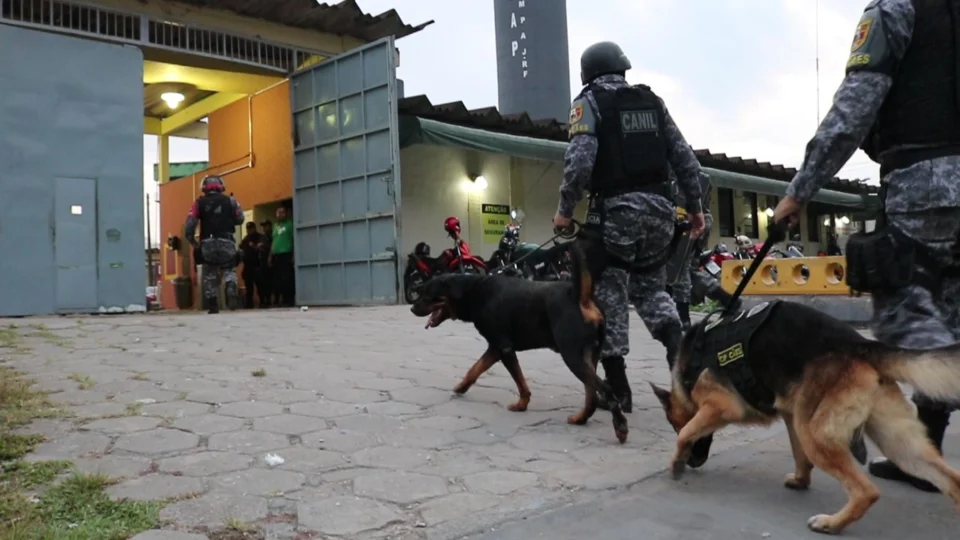 Cães da PM: Companhia ja fez mais de 170 operações este ano, em busca de drogas