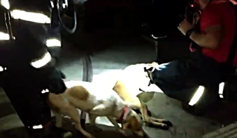 Cachorros são resgatados durante incêndio em casa no Planalto