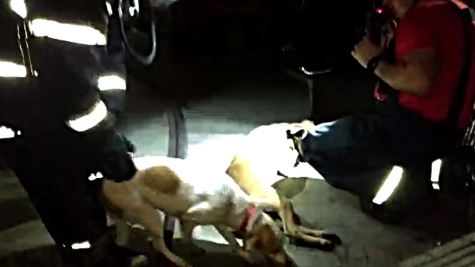 Cachorros são resgatados durante incêndio em casa no Planalto