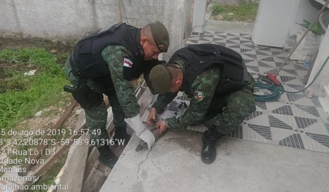 Filhote de Jacaré é resgatado no Novo Aleixo