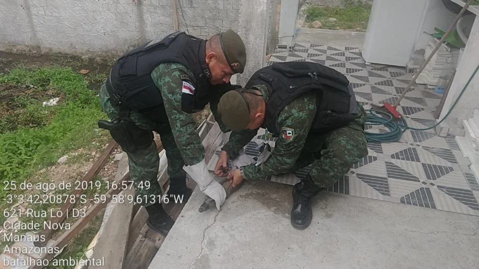 Filhote de Jacaré é resgatado no Novo Aleixo