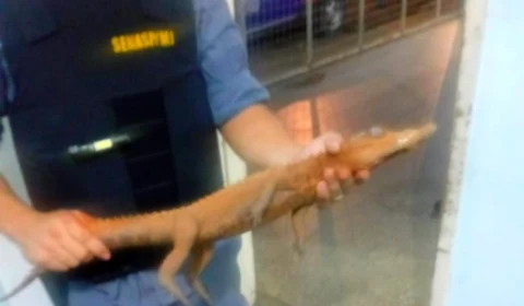 Filhote de jacaré é resgatado por policiais em avenida de Manaus