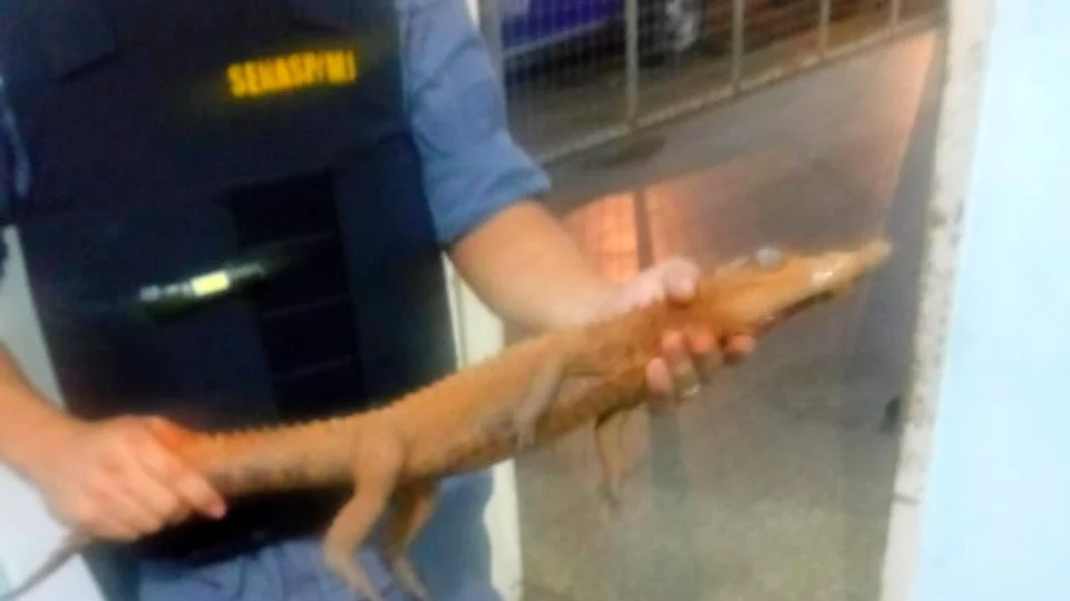 Filhote de jacaré é resgatado por policiais em avenida de Manaus