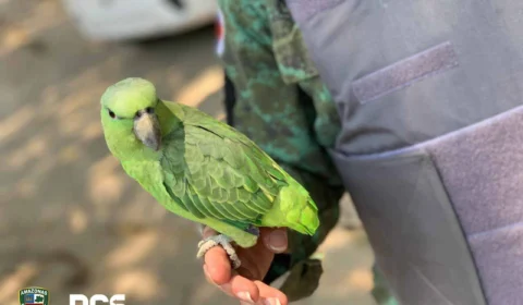 Curicas são resgatadas pelo Batalhão Ambiental na Zona Norte de Manaus