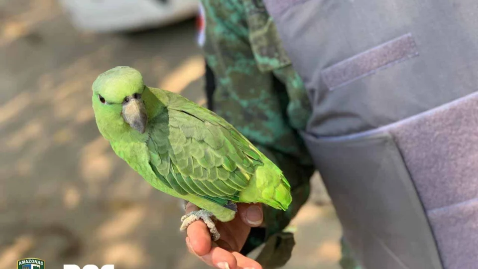 Curicas são resgatadas pelo Batalhão Ambiental na Zona Norte de Manaus