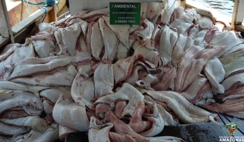 Batalhão Ambiental apreende 4 toneladas de pescado ilegal no porto da Panair