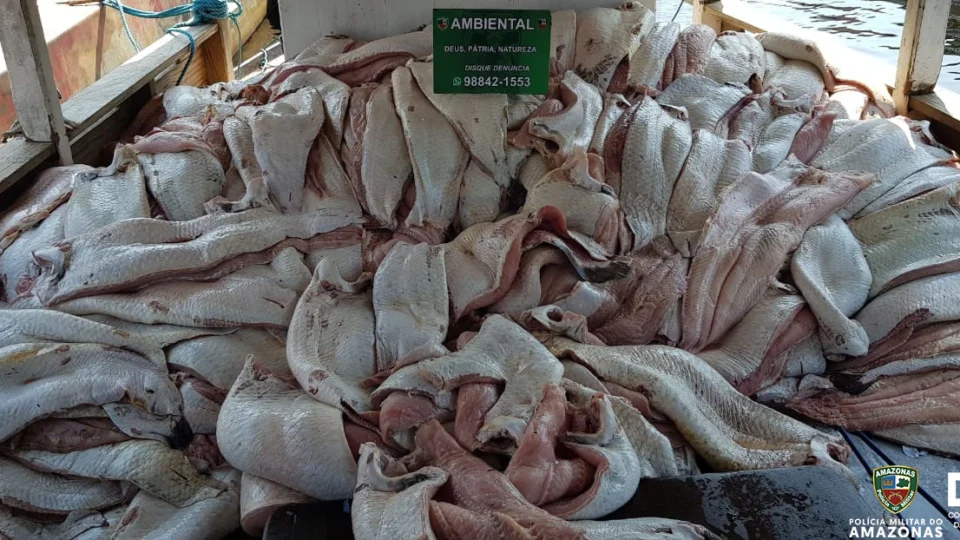 Batalhão Ambiental apreende 4 toneladas de pescado ilegal no porto da Panair