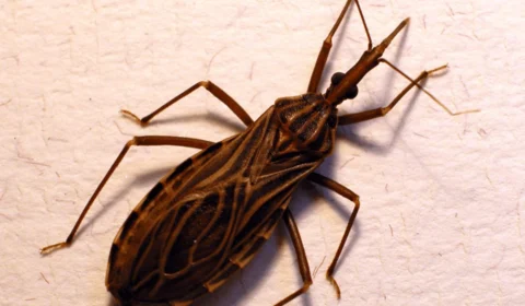 Doença de Chagas: dez pessoas da mesma família contraíram a doença, em Barreirinha