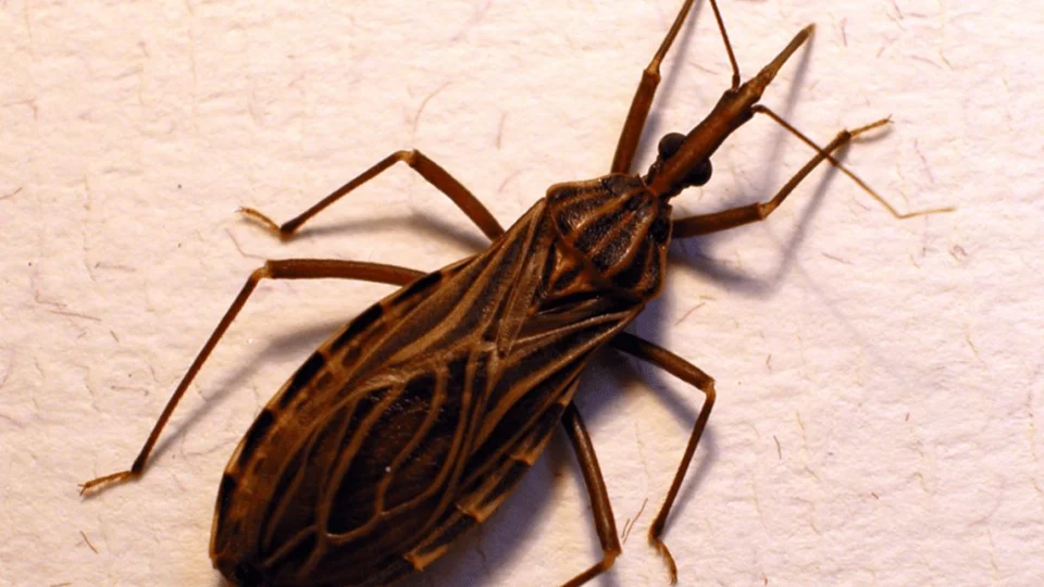 Doença de Chagas: dez pessoas da mesma família contraíram a doença, em Barreirinha