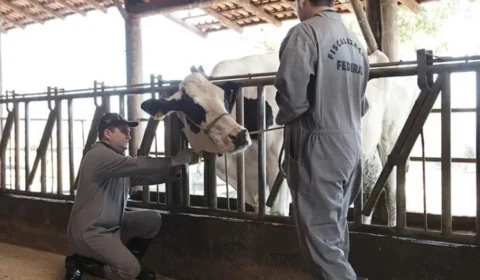 Dia do Veterinário| Saiba mais sobre Segurança alimentar e o agronegócio
