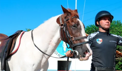 Conheça um pouco mais sobre a Cavalaria da Polícia Militar