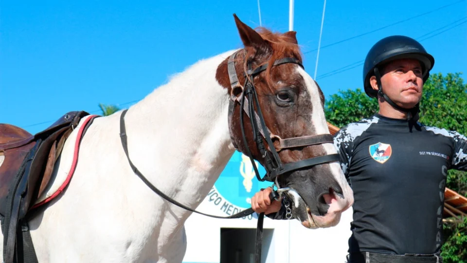 Conheça um pouco mais sobre a Cavalaria da Polícia Militar