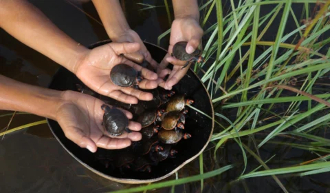 Final Feliz: Mais de 300 mil filhotes de tartarugas, tracajá, irapuca e iaçá, são devolvidos à natureza, no Amazonas