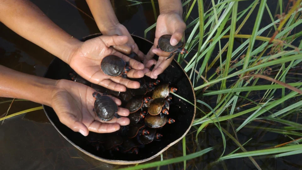 Final Feliz: Mais de 300 mil filhotes de tartarugas, tracajá, irapuca e iaçá, são devolvidos à natureza, no Amazonas