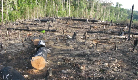 Mais de 50 inquéritos para apurar crimes ambientais são instaurados no Amazonas, em oito meses