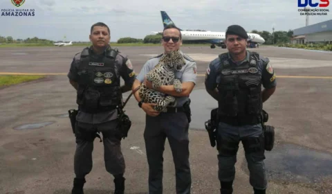 Filhote de onça-pintada resgatado no interior do AM é enviado para Manaus