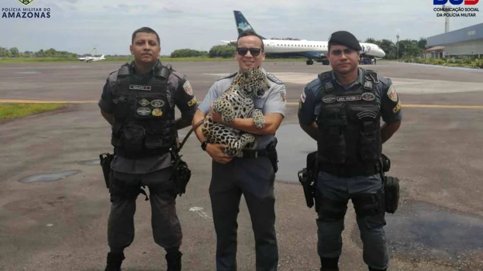 Filhote de onça-pintada resgatado no interior do AM é enviado para Manaus