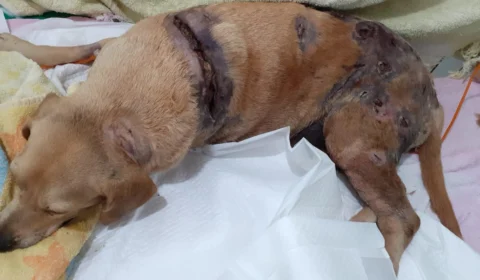 Grupo de resgate pede doações para salvar cadela atacada por Rottweilers