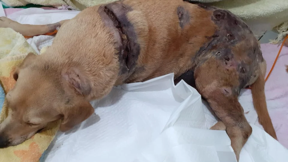 Grupo de resgate pede doações para salvar cadela atacada por Rottweilers