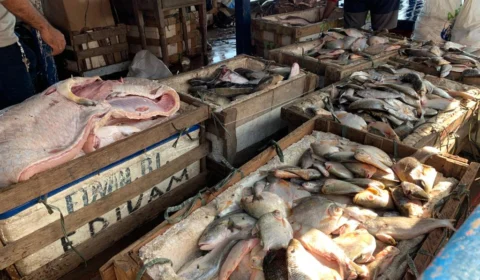 Batalhão ambiental apreende toneladas de pescado ilegal em barco