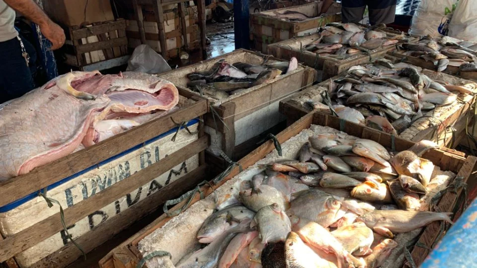 Batalhão ambiental apreende toneladas de pescado ilegal em barco