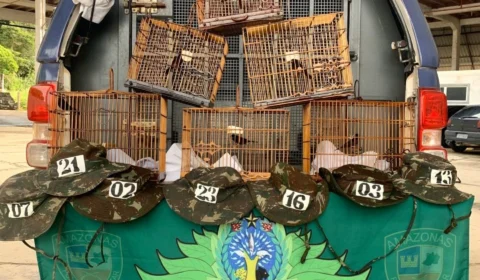 Curiós são apreendidos em operação de Policiamento Ambiental