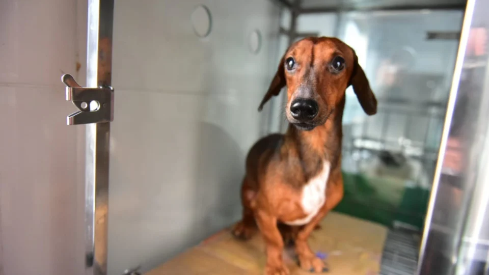 “Natal solidário dos pets”, campanha irá arrecadar alimentos para cães e gatos.